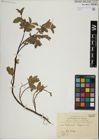 Foto von Salix herbacea L. x Salix lapponum L.